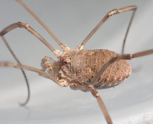Réf. 238 670 : Phalangium opilio